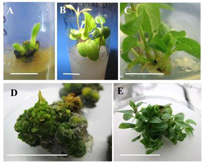 In vitro Regeneration of Clematis Plants in the Nikita Botanical Garden via Somatic Embryogenesis and Organogenesis